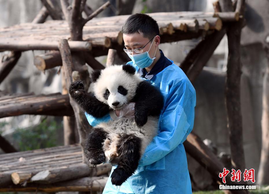 大熊猫'奇一'抱大腿成网红 萌翻众粉丝