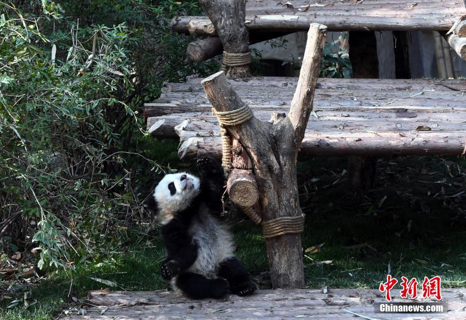 大熊猫'奇一'抱大腿成网红 萌翻众粉丝