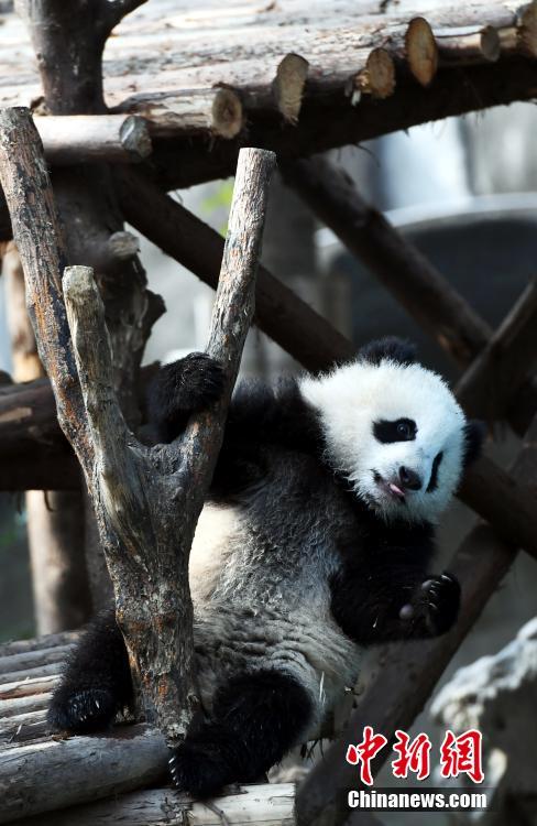 大熊猫'奇一'抱大腿成网红 萌翻众粉丝