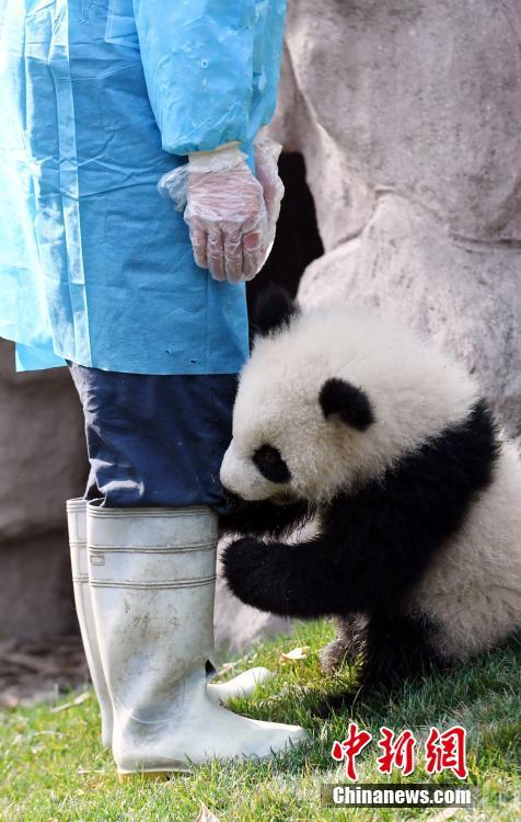 大熊猫'奇一'抱大腿成网红 萌翻众粉丝