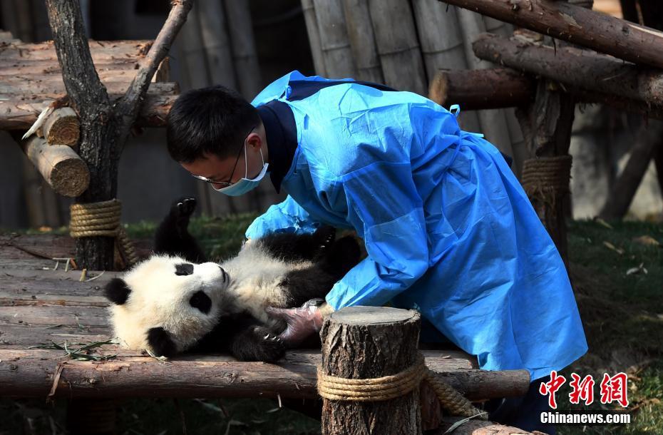 大熊猫'奇一'抱大腿成网红 萌翻众粉丝