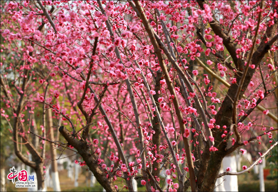 四川茂縣大街小巷姹紫嫣紅 一座城一輩子(圖)