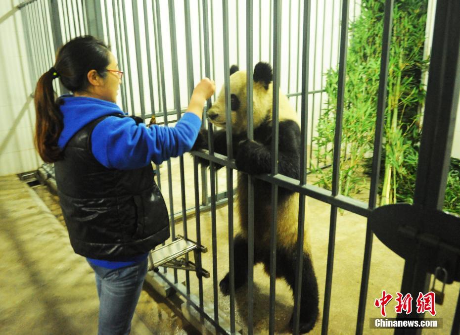 大熊猫“蜀兰”抵达都江堰基地接受代养 开启调理模式