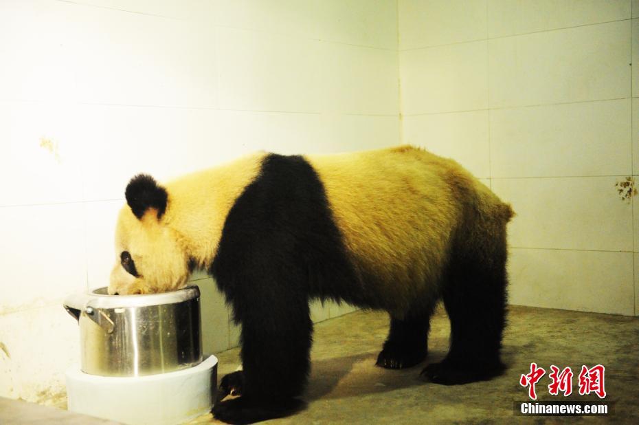 大熊猫“蜀兰”抵达都江堰基地接受代养 开启调理模式