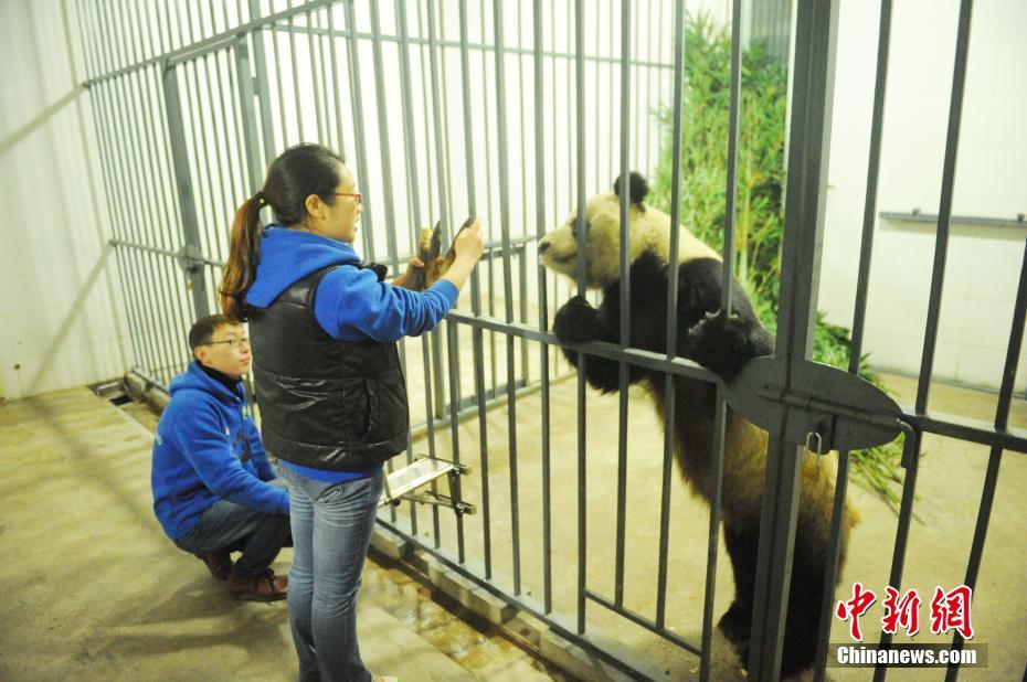 大熊猫“蜀兰”抵达都江堰基地接受代养 开启调理模式