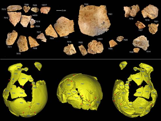 图 许昌1号头骨化石碎片及头骨化石的3D虚拟复原（吴秀杰供图）