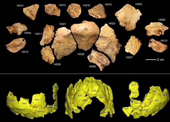 图 许昌2号头骨化石碎片及头骨化石的3D虚拟复原（吴秀杰供图）