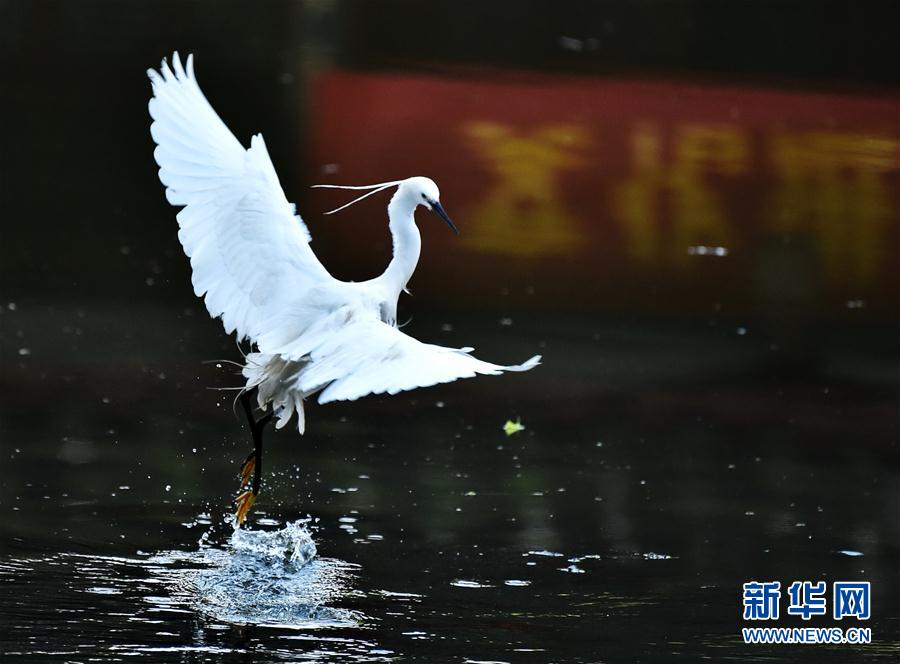 福州：白鹭飞舞