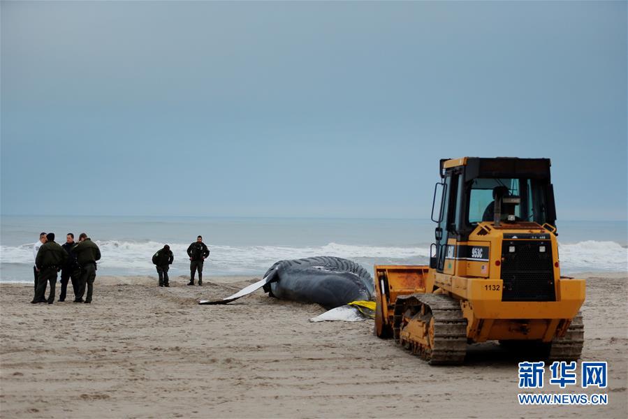 座头鲸搁浅海滩
