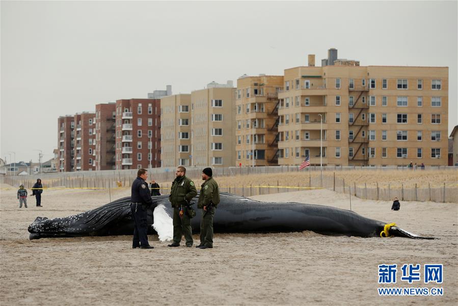 座头鲸搁浅海滩