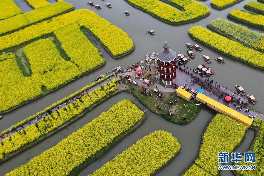 #（环境）（3）江苏兴化：千垛花开金满地