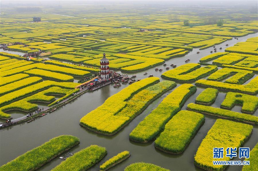 #（环境）（8）江苏兴化：千垛花开金满地