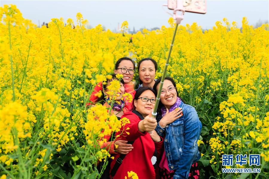 #（环境）（7）江苏兴化：千垛花开金满地