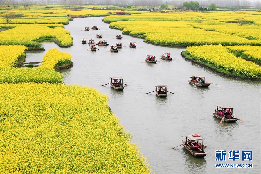 #（环境）（6）江苏兴化：千垛花开金满地