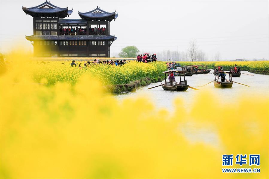 #（环境）（5）江苏兴化：千垛花开金满地