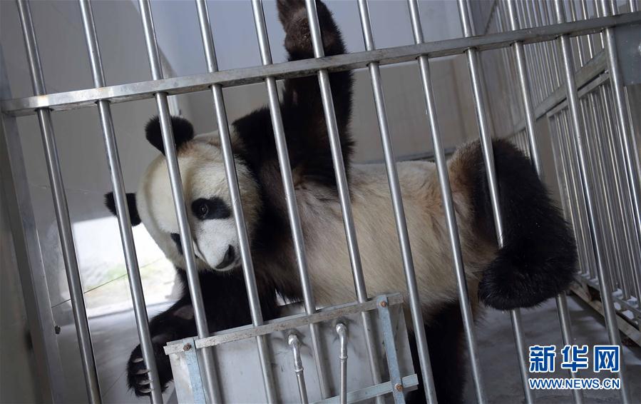 大熊猫 “星雅”“武雯”赴荷兰参加科研合作