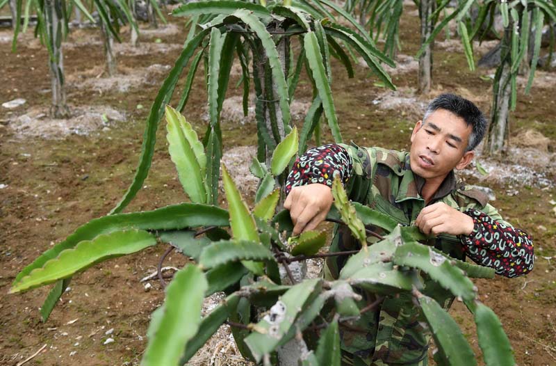 在广西平果县果化镇布尧村龙何火龙果种植基地，一名村民在护理火龙果（3月14日摄）。新华社记者 陆波岸 摄