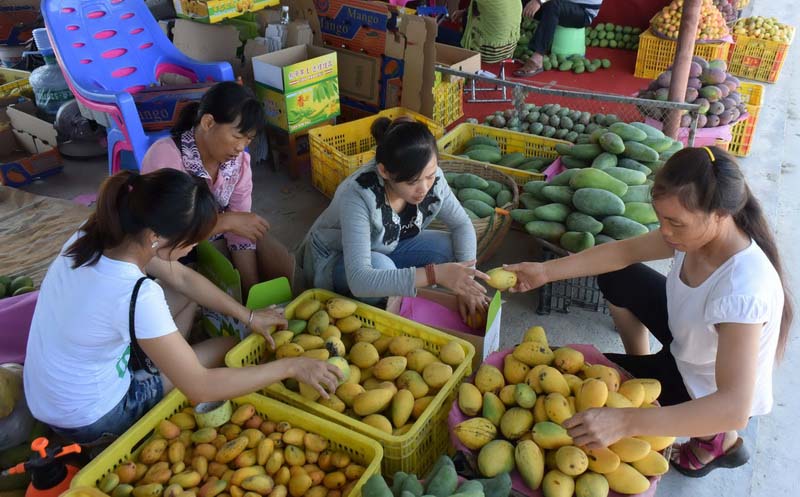 果农在广西田东县一家交易市场分捡包装芒果准备外销（ 2016年6月24日摄）。 新华社记者 陆波岸 摄