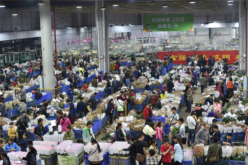 这是4月12日拍摄的云南昆明斗南花卉市场。
