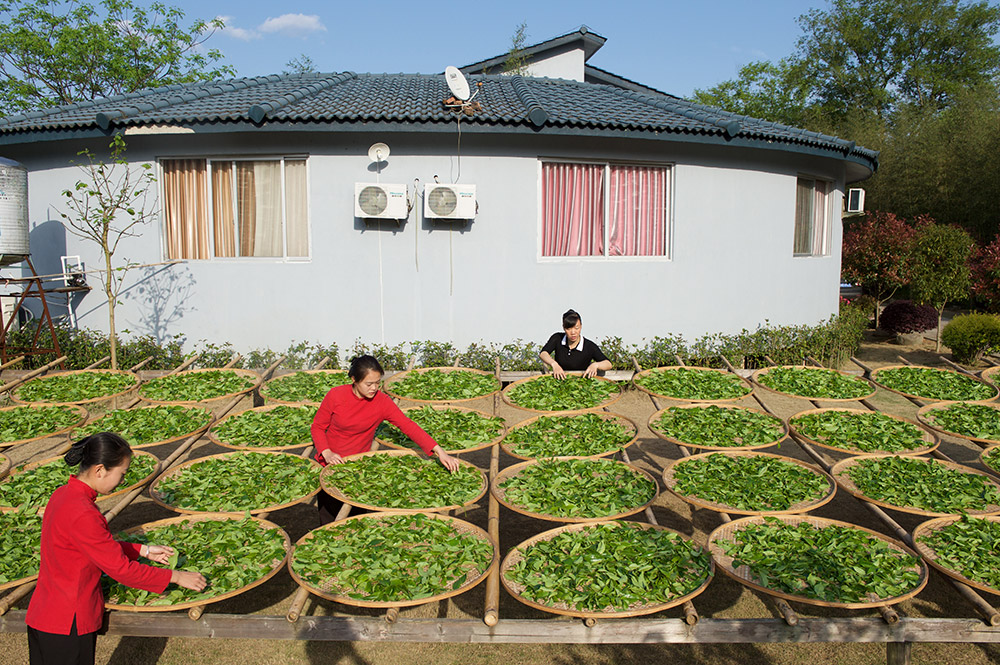 武夷山一家制茶企业员工在晒青制茶（4月13日摄）。新华社记者 姜克红 摄