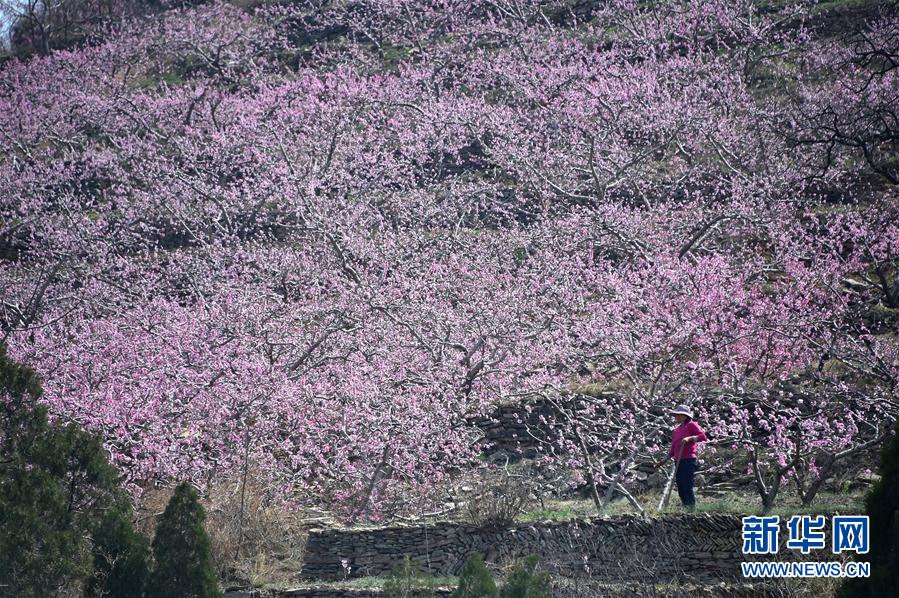 十里桃花，如你所愿