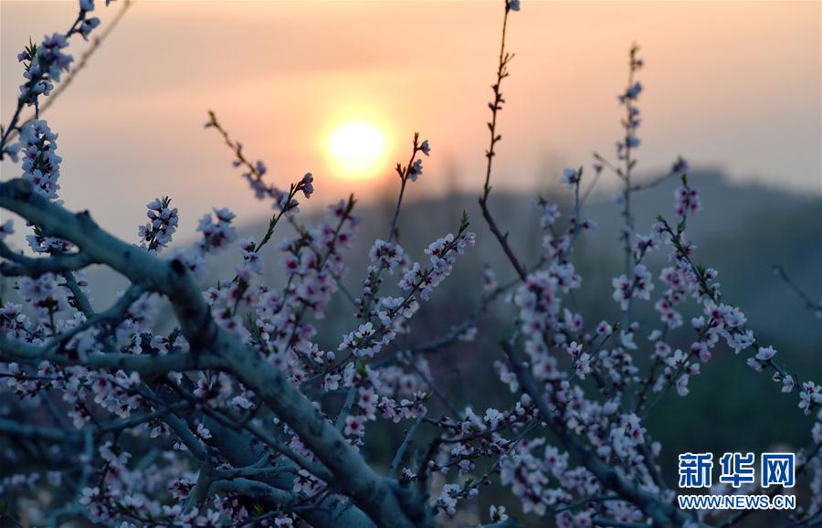 十里桃花，如你所愿