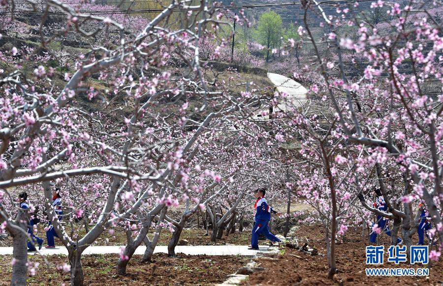十里桃花，如你所愿