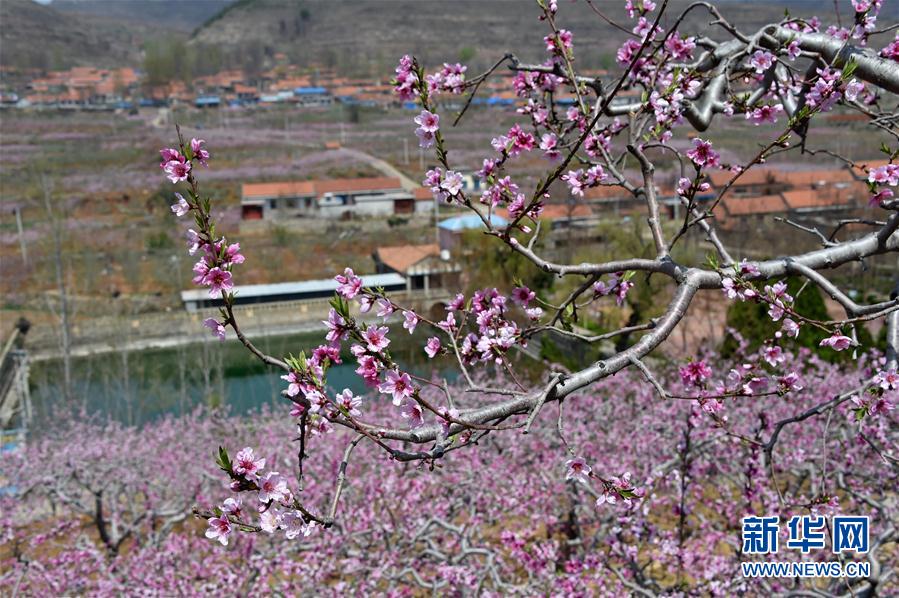 十里桃花，如你所愿
