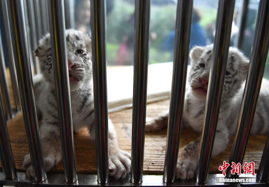 重慶動物園白虎首次產仔生龍鳳胎 靠吃狗奶粉成活