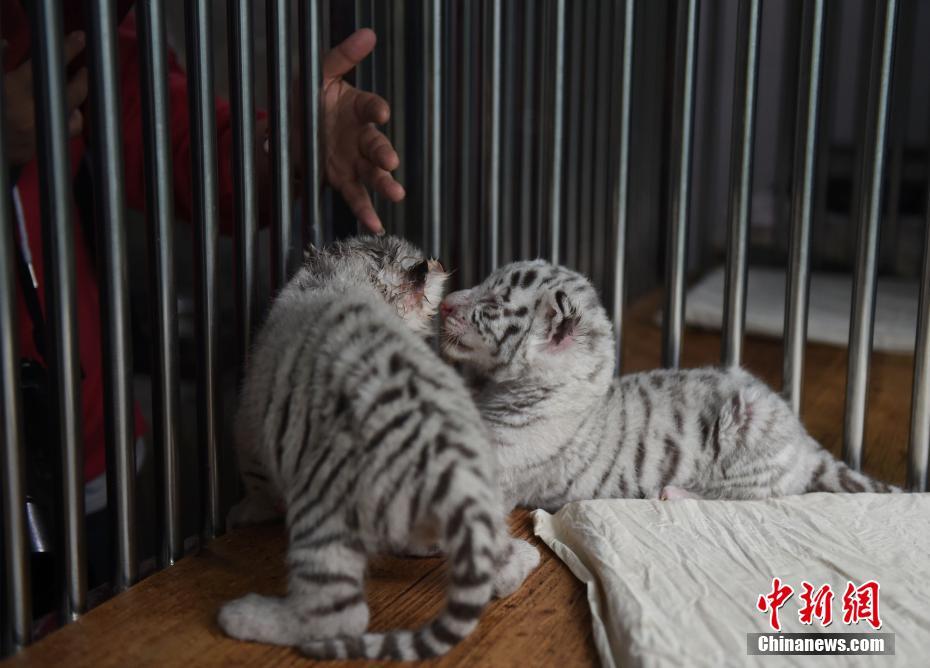 重庆动物园白虎首次产仔生龙凤胎 靠吃狗奶粉成活