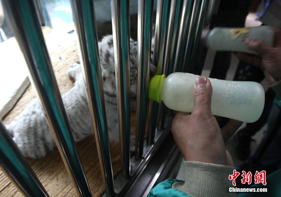 重慶動物園白虎首次產仔生龍鳳胎 靠吃狗奶粉成活 重慶動物園白虎首次產仔生龍鳳胎 靠吃狗奶粉成活