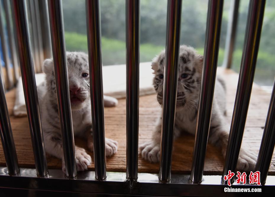 重慶動物園白虎首次產仔生龍鳳胎 靠吃狗奶粉成活