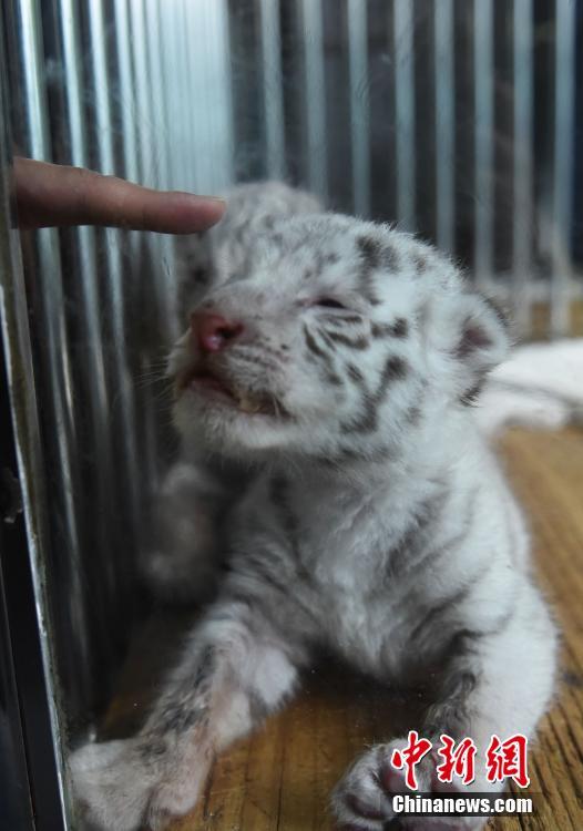 重慶動物園白虎首次產仔生龍鳳胎 靠吃狗奶粉成活