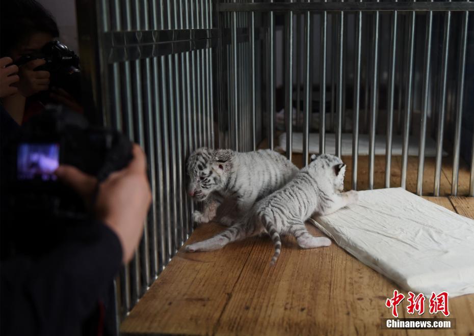 重慶動物園白虎首次產仔生龍鳳胎 靠吃狗奶粉成活