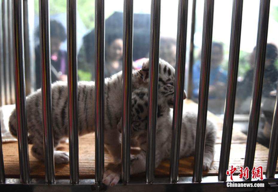 重慶動物園白虎首次產仔生龍鳳胎 靠吃狗奶粉成活
