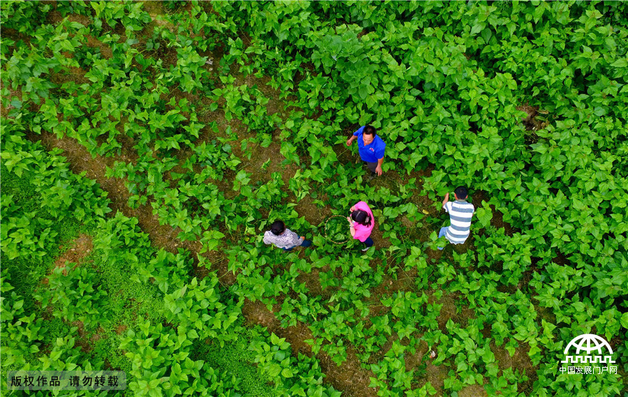 广西柳州：种桑养蚕助脱贫