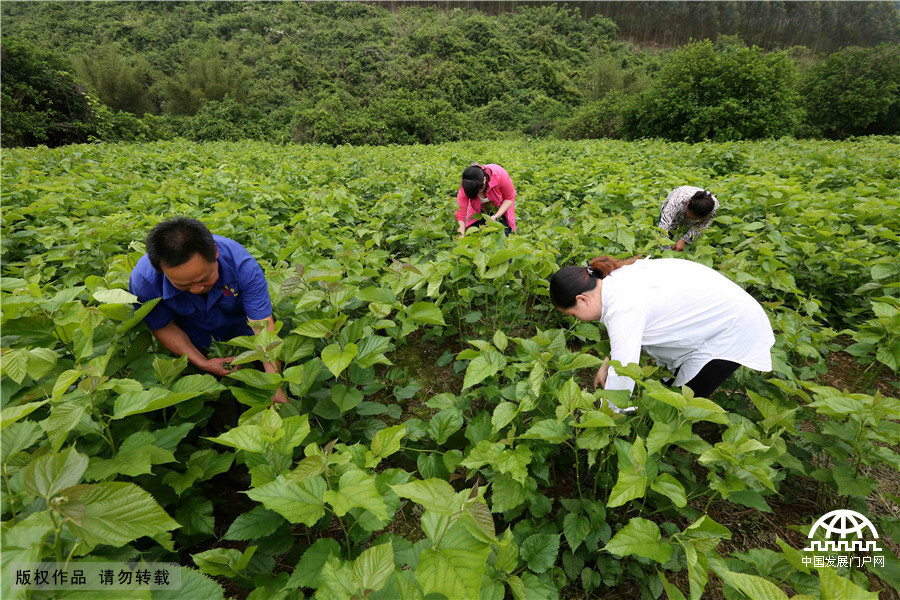 广西柳州：种桑养蚕助脱贫