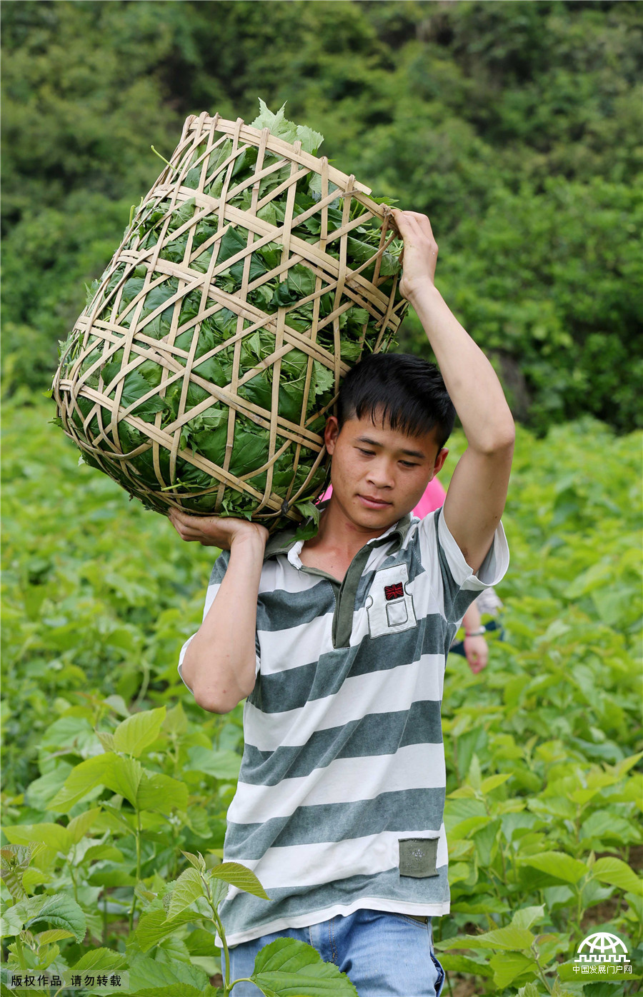 广西柳州：种桑养蚕助脱贫