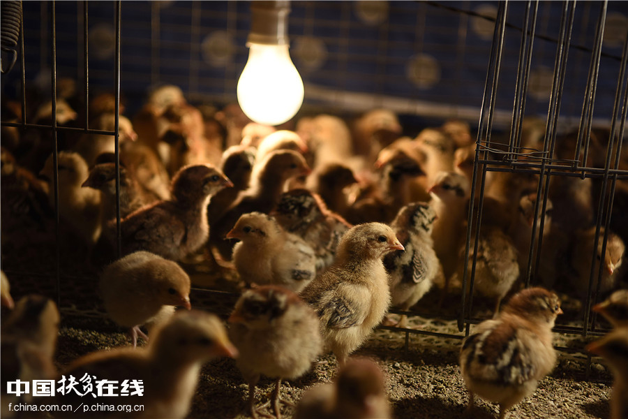 【镜头中的脱贫故事】农民把热炕让给小鸡