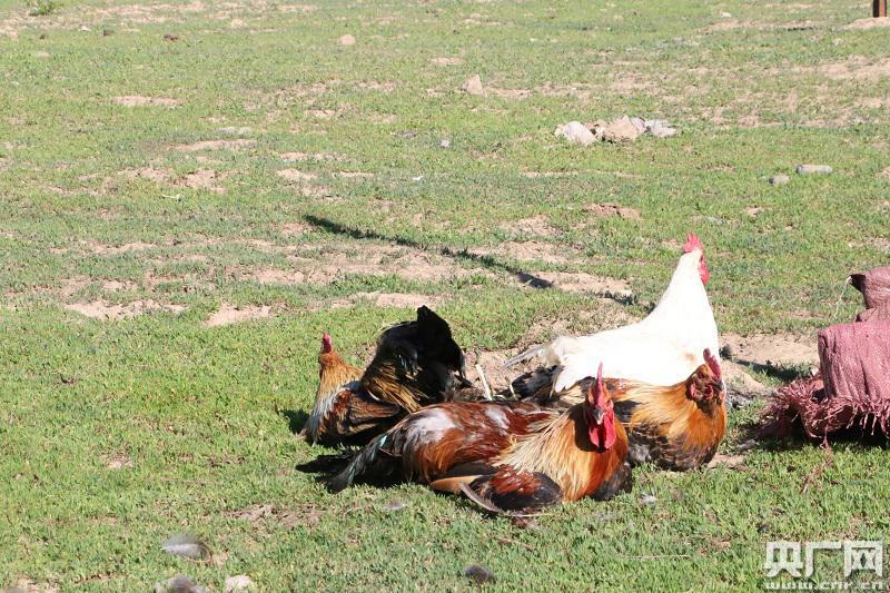 全国最小巴扎开张 助力哈萨克族村民实现脱贫