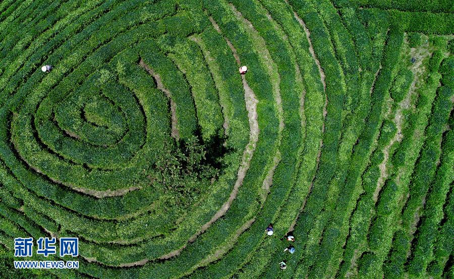 陕西镇巴：茶产业成为农民脱贫的金钥匙