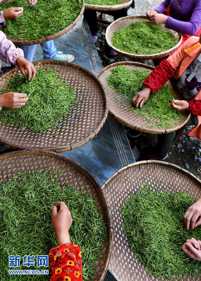 陕西镇巴：茶产业成为农民脱贫的金钥匙
