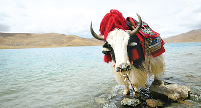 青藏高原：守护生态的安全屏障