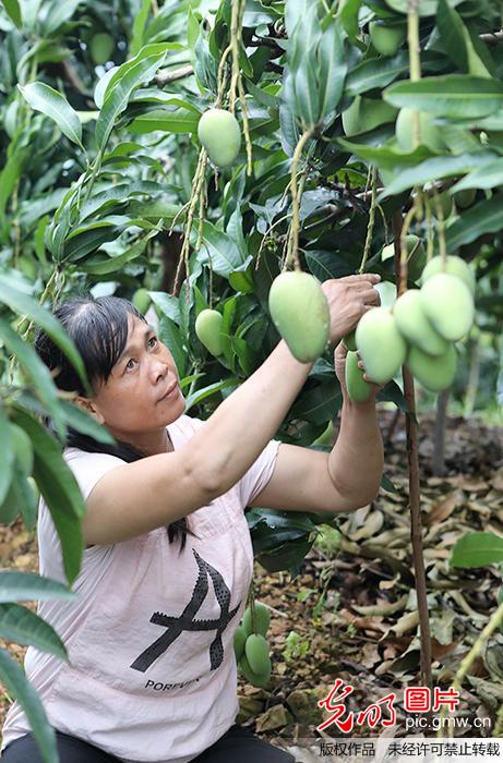 镜头中的脱贫故事：发展芒果产业 果农收入翻五十倍