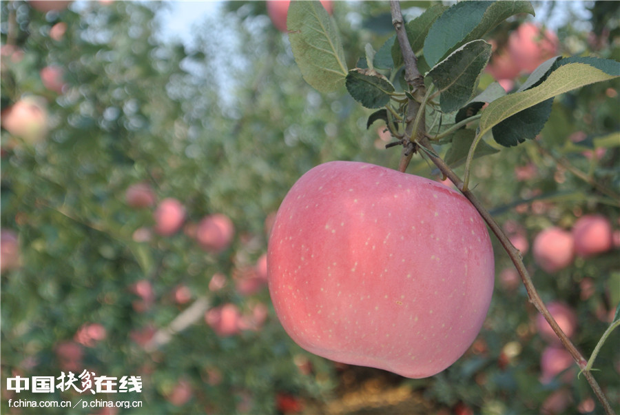 【镜头中的脱贫故事】苹果销售模式改变果农生活