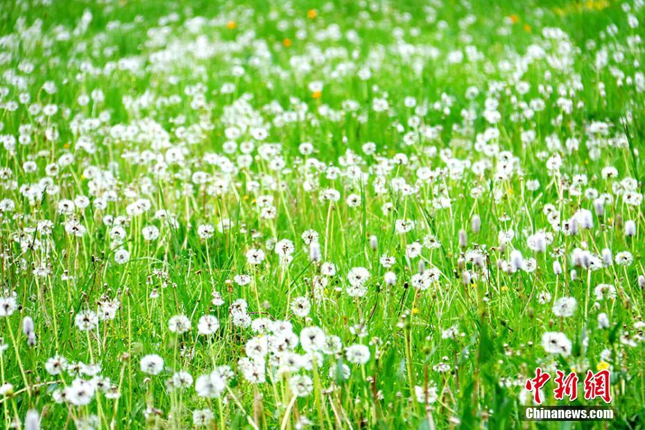 “西北第一村”白哈巴村美如“世外桃源”
