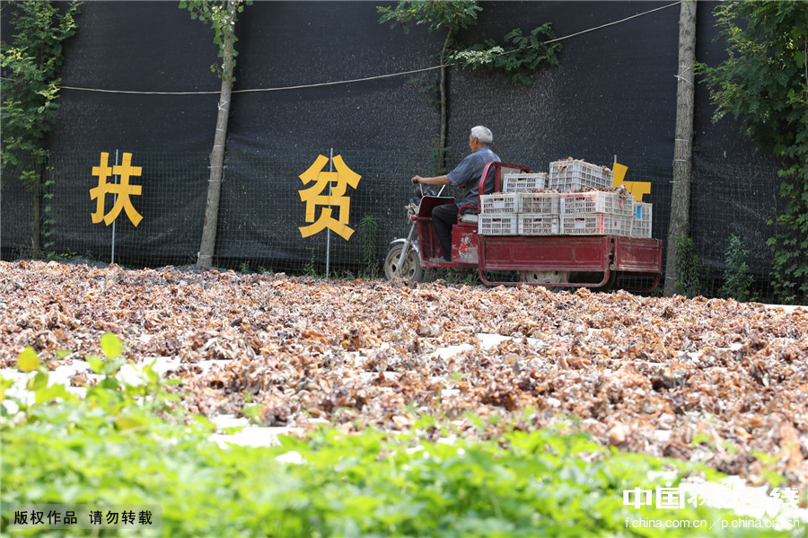 河南民权：木耳助推扶贫