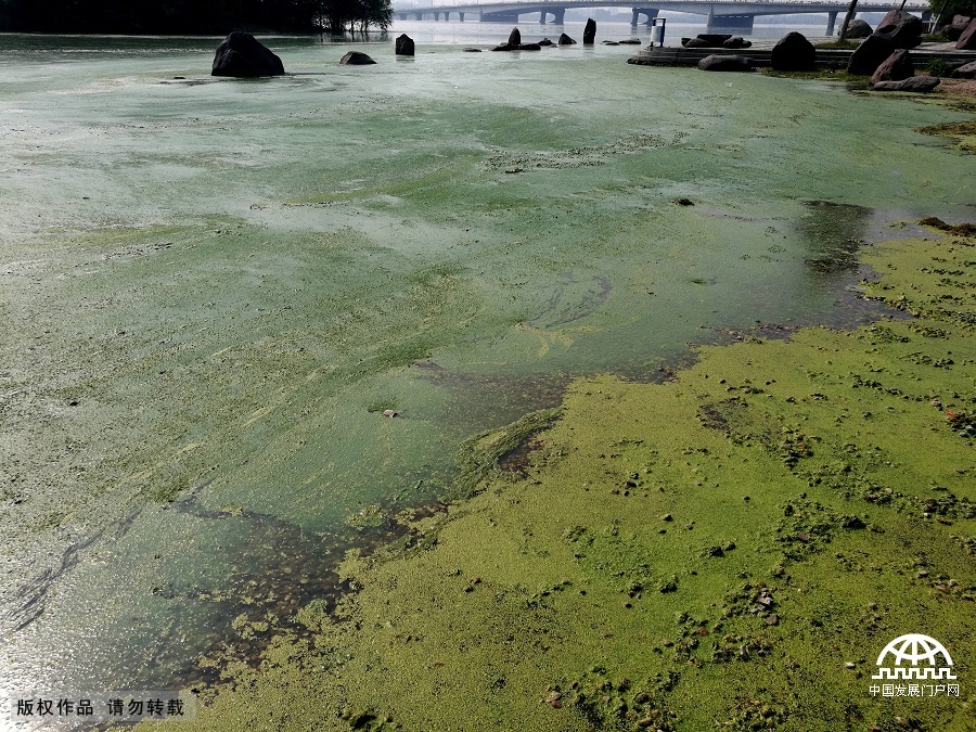安徽蚌埠：龙子湖遭遇水体污染 湖面铺满青苔犹如抽象派油画