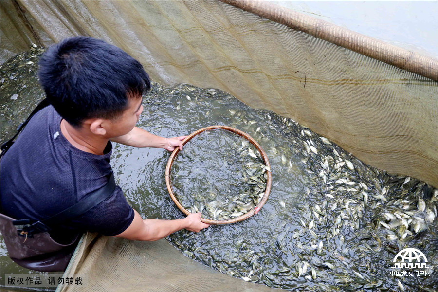 广西柳州：美味禾花鱼助力精准扶贫