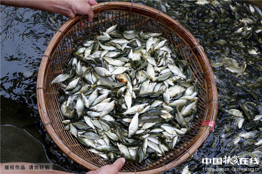 广西柳州：美味禾花鱼助力精准扶贫